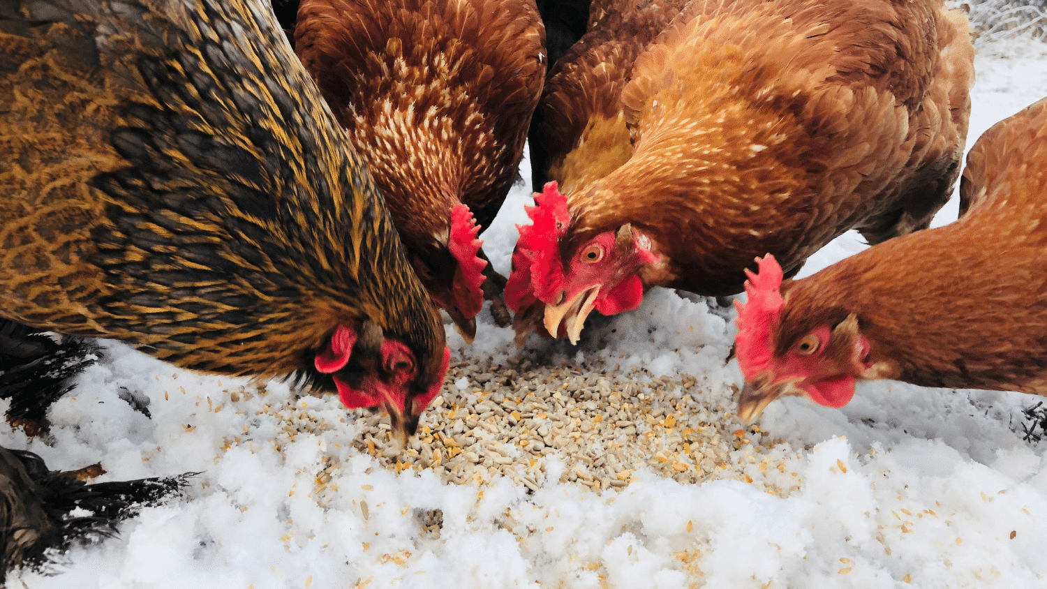 What Foods Are Toxic To Chickens The Poultry Feed