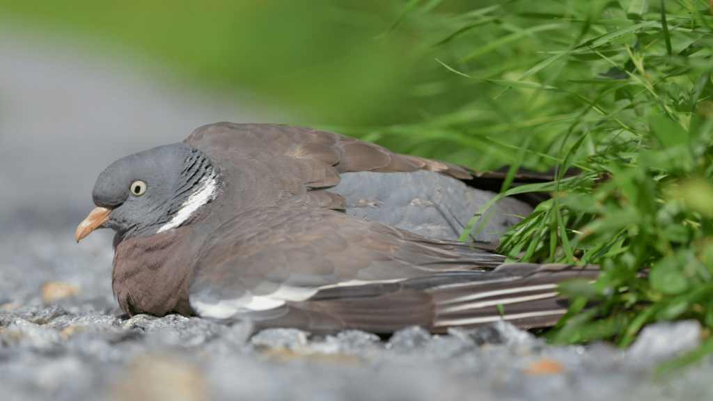 What to feed an injured pigeon