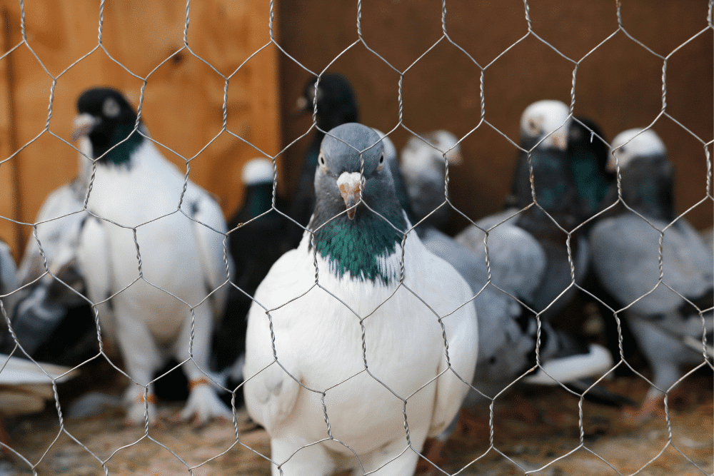 How to choose a pigeon cage