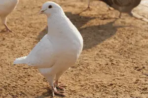 Pigeons as Pet