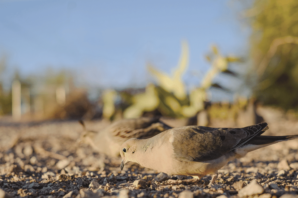 What do doves eat?