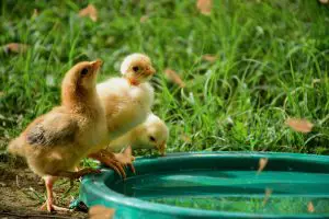 Are heated chicken waterer safe