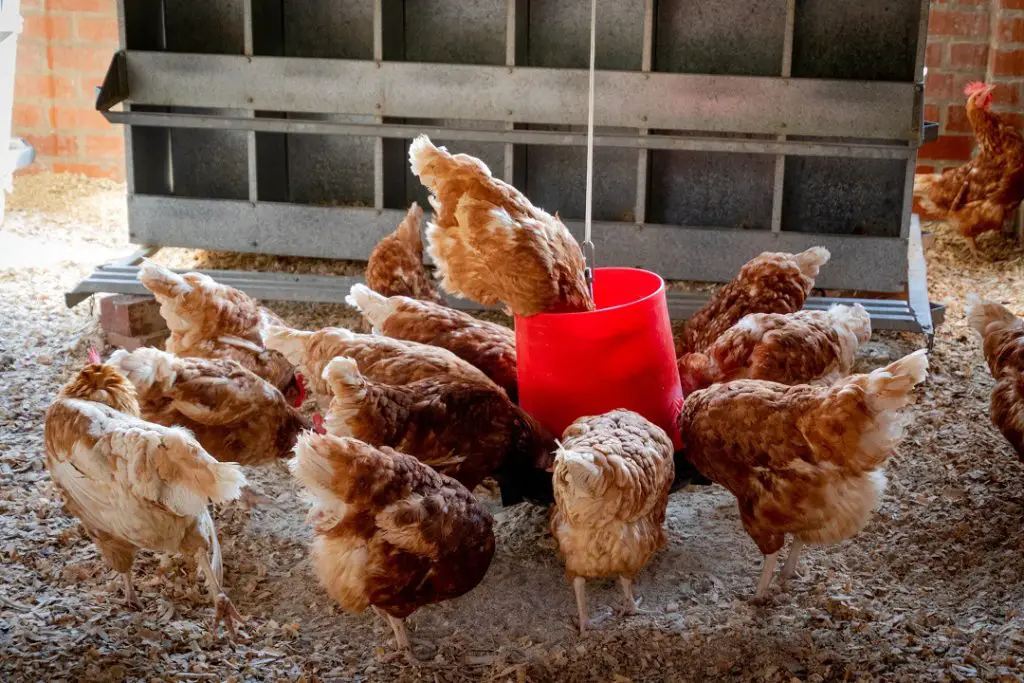 Are metal or plastic chicken feeders better? 