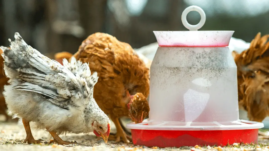 Are chicken treadle feeders good? Crazy thoughts - The Poultry Feed
