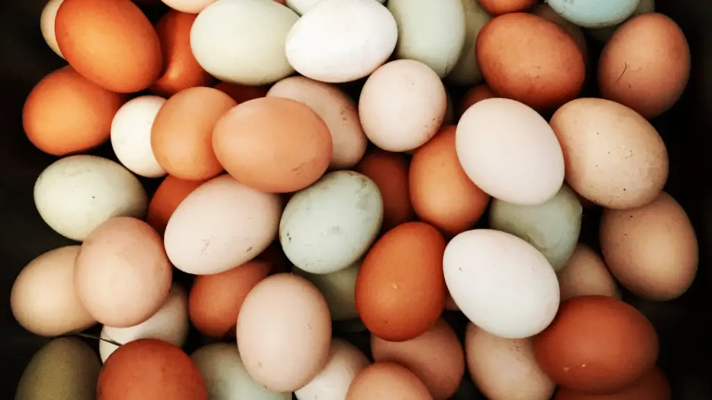 Are duck eggs more nutritious than chicken eggs?