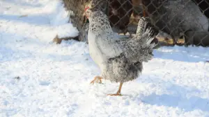 Can chickens eat snow for water