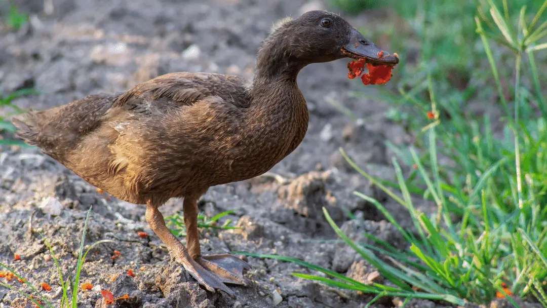 Can ducklings eat tomatoes