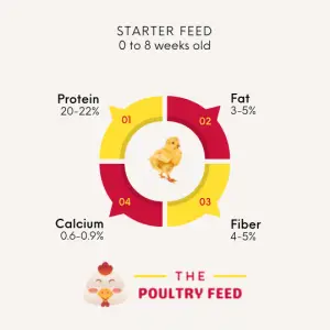 Chicken Starter Feed Nutrition