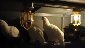 Do chickens need water at night