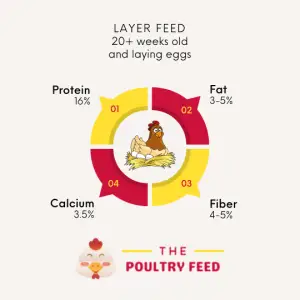 Layer Feed Nutrition