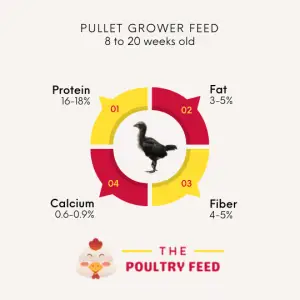 Pullet Grower Feed Nutrition