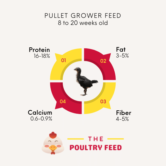 8 Best Chicken Feed in 2023 [Reviewed] The Poultry Feed