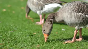Will ducks eat carrot peelings