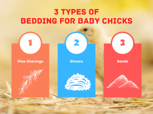 Types Of Bedding For Baby Chickens 300x225 
