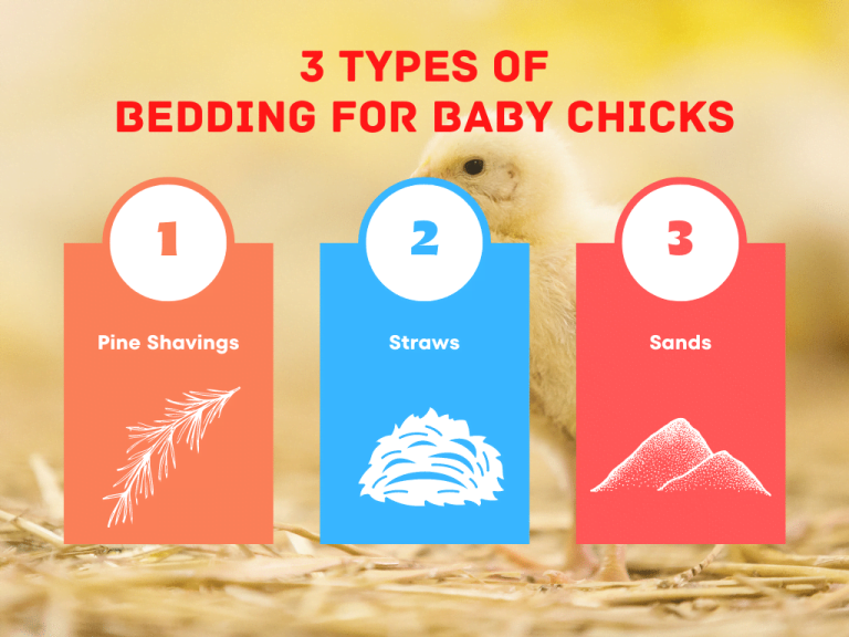 5-best-bedding-for-baby-chicks-in-2024-the-poultry-feed