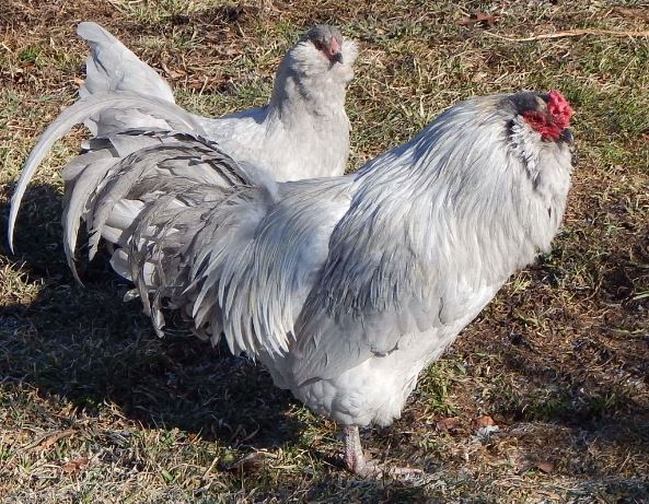 ameraucana chicken