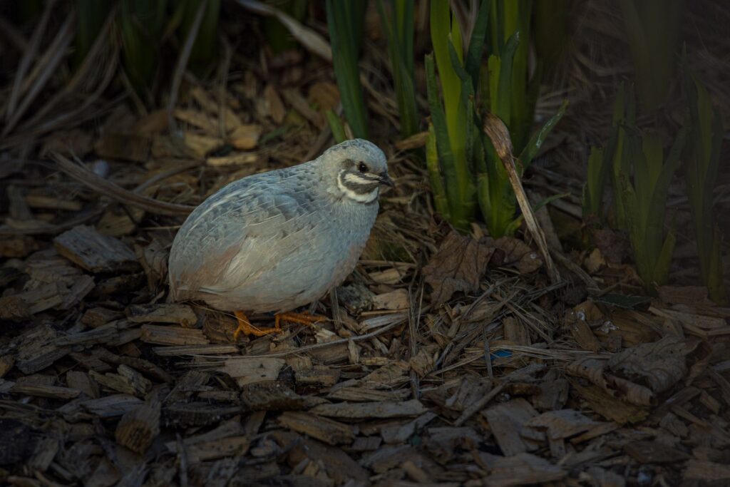 button quail