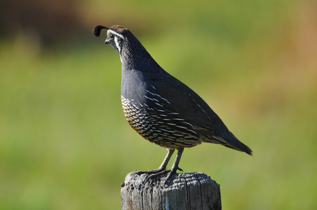 california quail types