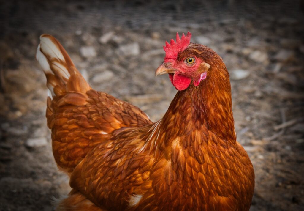 keeping chickens for eggs