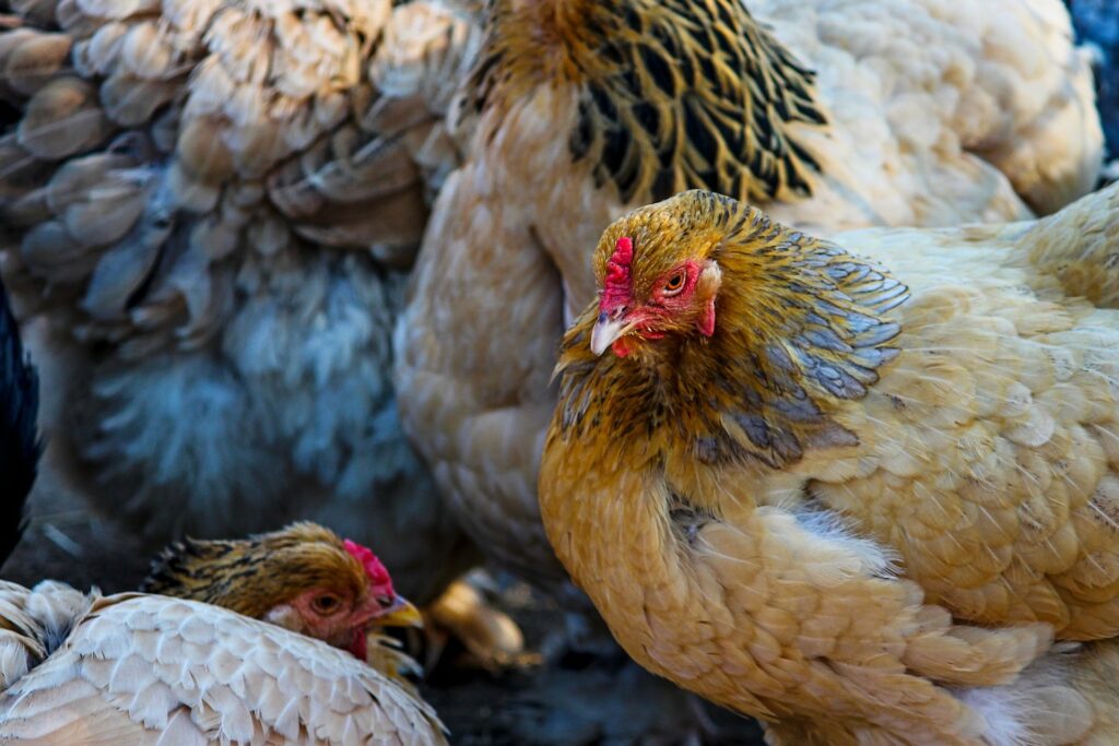 heated chicken coop