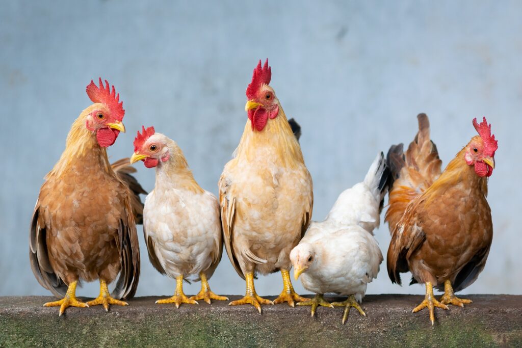 supplies for chickens