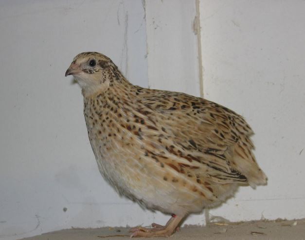 female coturnix quail