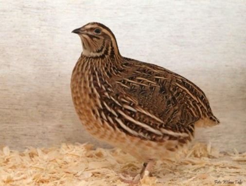 male coturnix quail