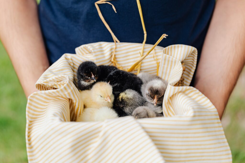 ameraucana chicks