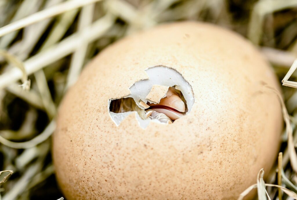 chicken hatchery