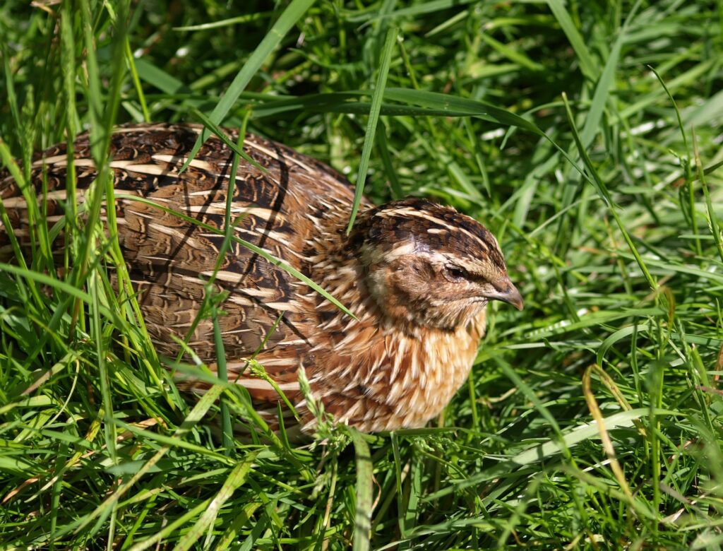 coturnix quail