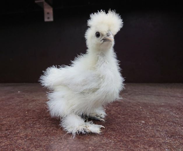 silkie chicks