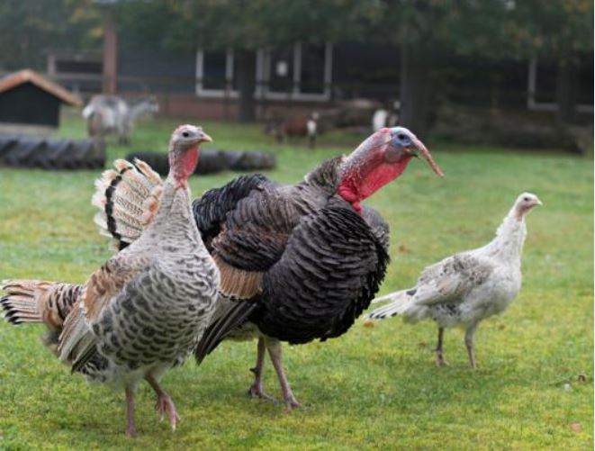 what is a group of turkeys called