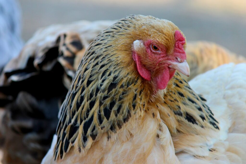 Easter Egg chickens