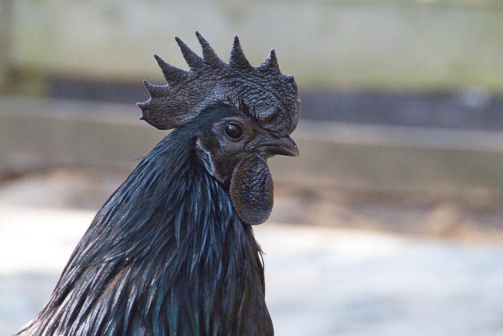 Ayam Cemani