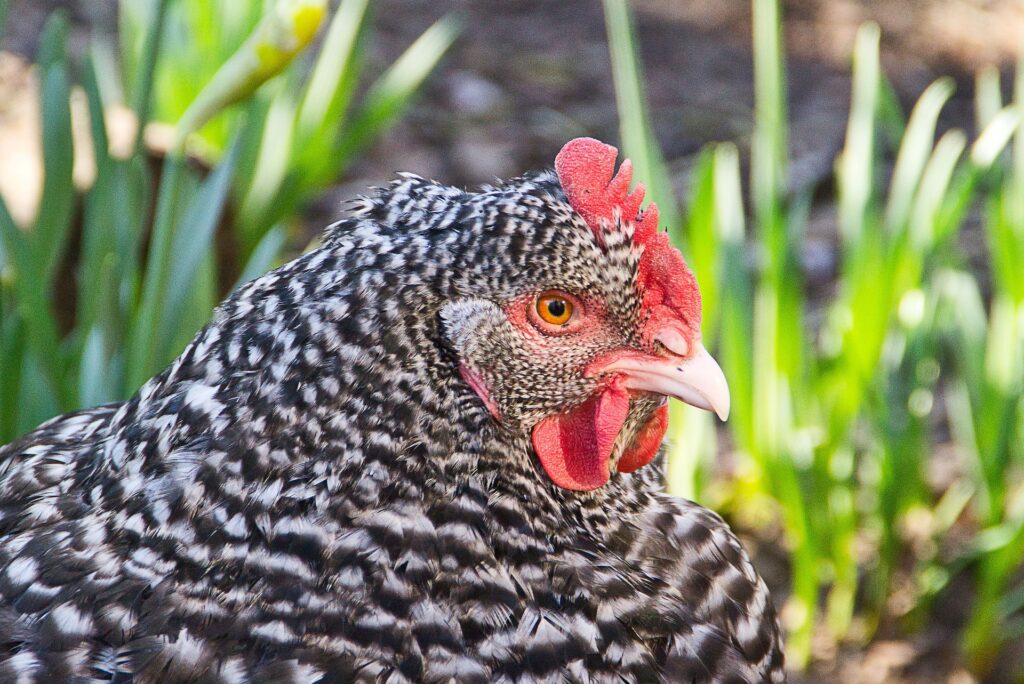 Plymouth Rock chicken