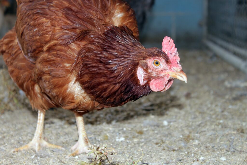 Rhode Island Red chicken