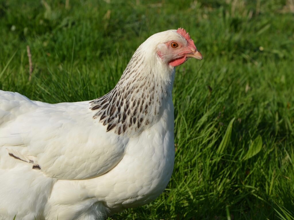 sussex chicken