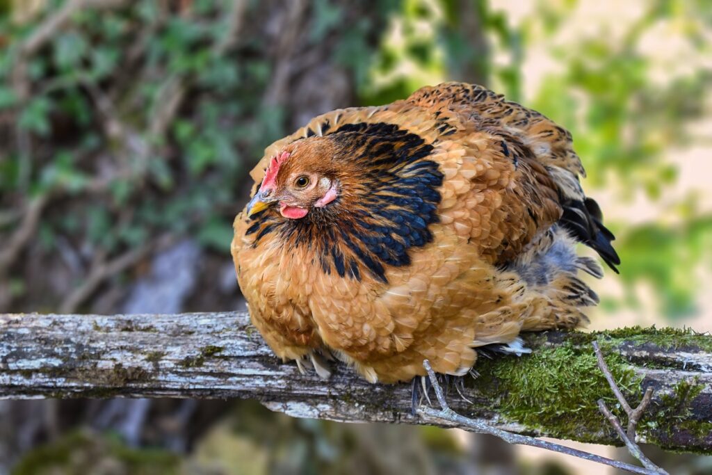 mites on chickens