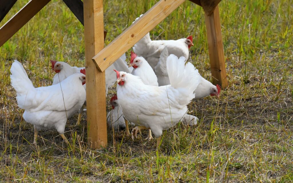 chicken scratching