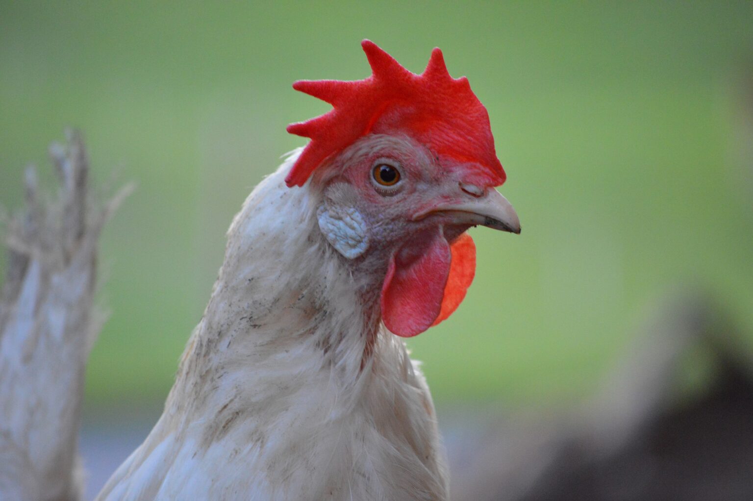 Top 7 Chicken That Lays Eggs - The Poultry Feed