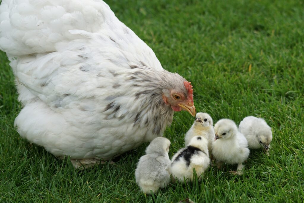 hen with chicks