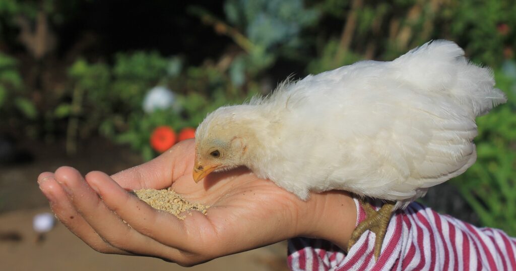 treats for chickens