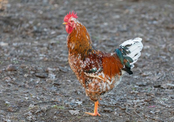 Swedish Flower Hens