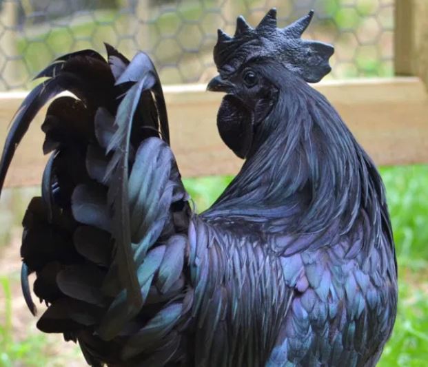 black chicken breeds