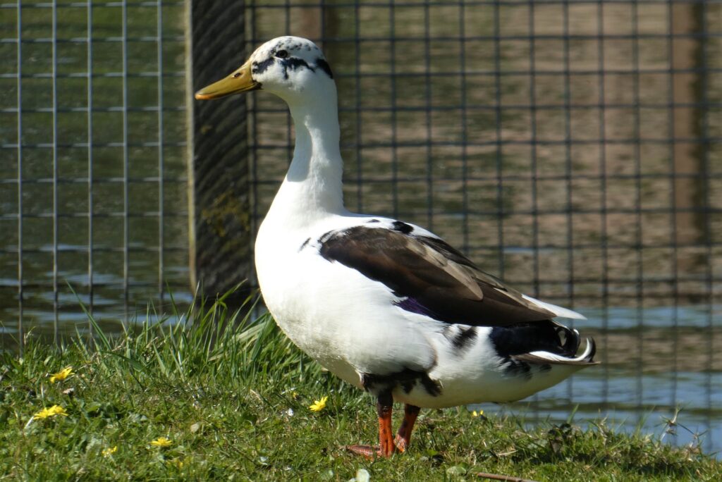 Magpie Ducks