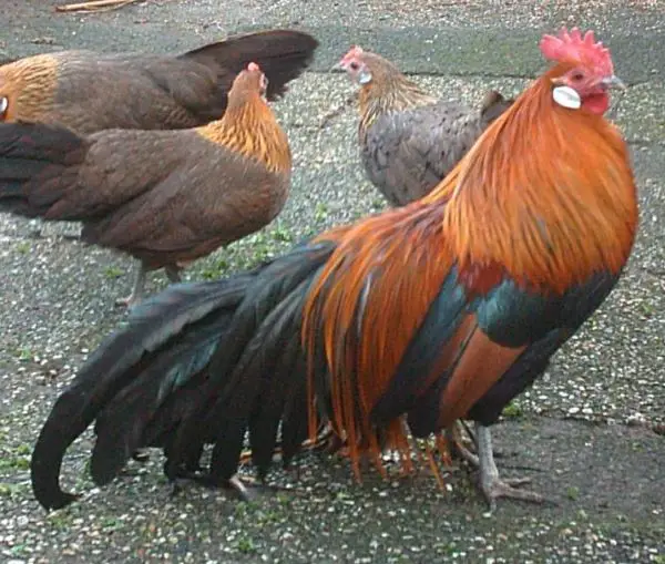 japanese chickens