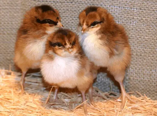 sussex chicks