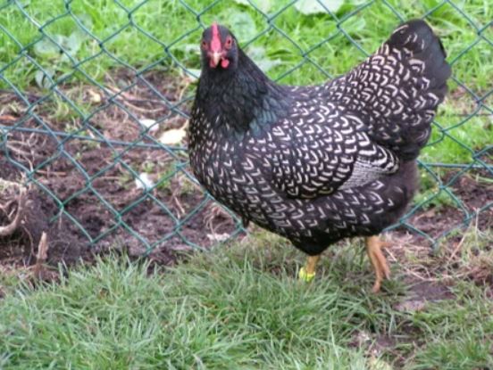 Barnevelder chicken