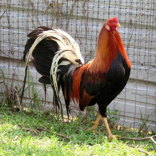 American Game chickens