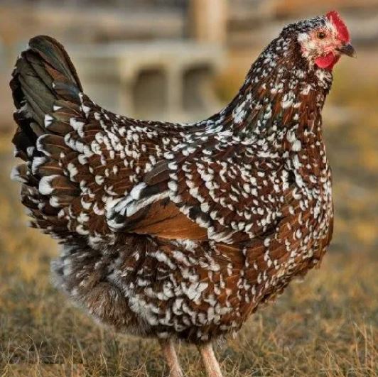 Speckled Sussex chicks